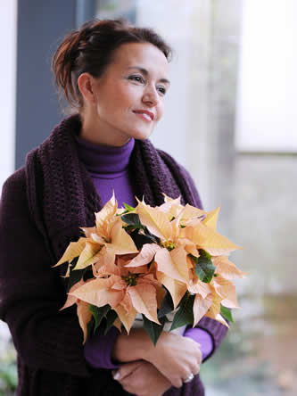 Poinsettia of kerstster